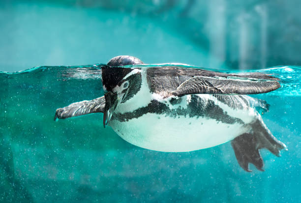 istock Penguin swimming pool at the zoo 2189435832