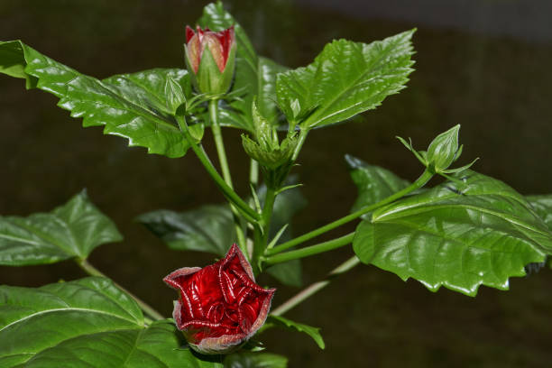 istock Chinese rose or Hibiscus Chinese (lat. Hibiscus rosa-sinensis). 2189436946