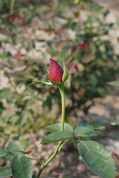 Red rose bud in close up