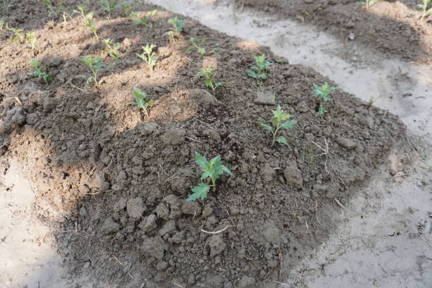 istock chandramallika

Plants are growing in field 2189437096