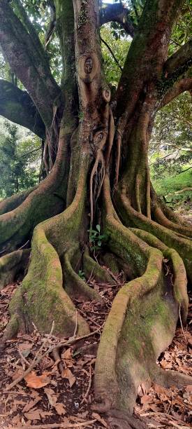 istock A Tree At Taylors Hill, Auckland 2189437226