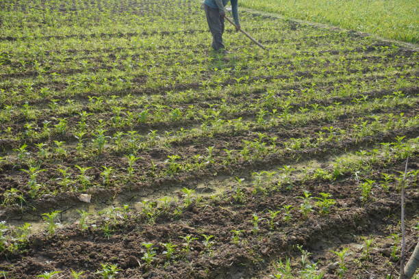 istock Farmer caring plants on agriculture field 2189440080