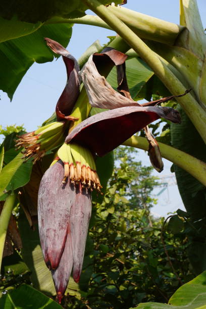istock Banana flowers 2189440286