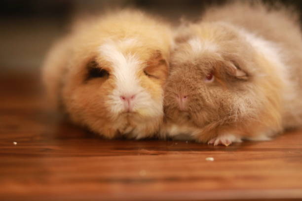 istock Adorable guinea pigs 2189440465