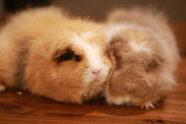 istock Adorable guinea pigs 2189440467