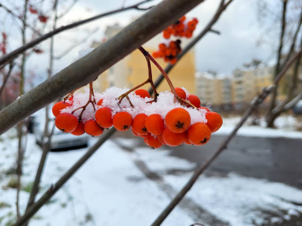 A red rowan brush under white snow on a winter day