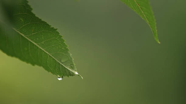 istock Summer Soft Rain In Green Forest. Water Drops Falling From Cherry Tree Leaves. 2189443057