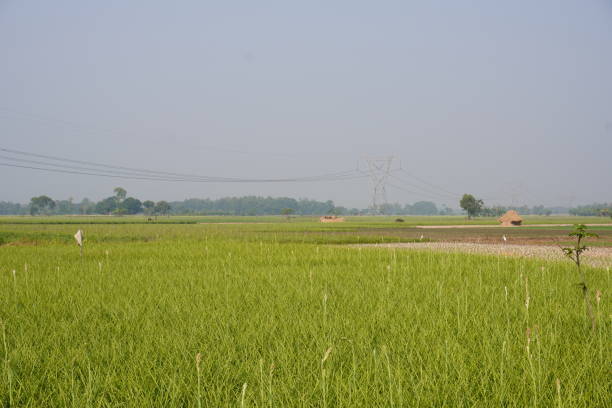 istock Tuberose sticks have been planted on the meadow 2189443190