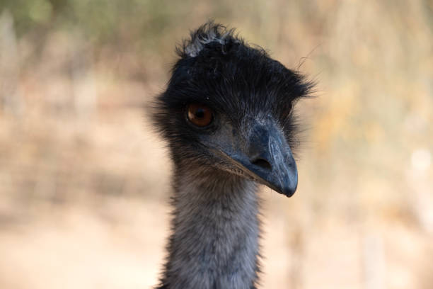 istock this is a close up of an emu 2189443522