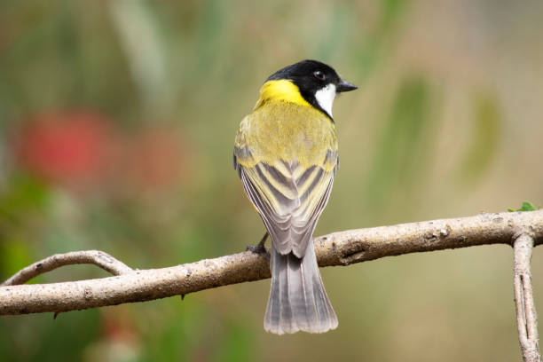 istock the golden whistler  is perched on a branch 2189443752