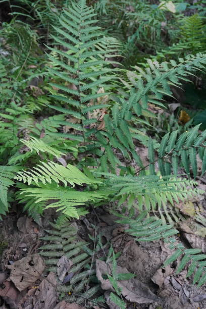 istock Fern plant has been found on the ground 2189443960