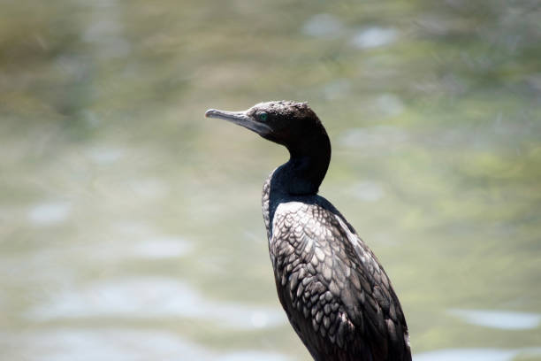 the little black cormorant is a black sea bird with a blue eye