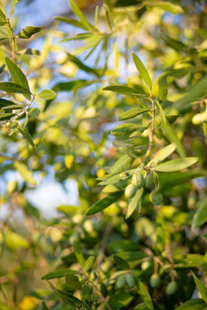 istock Green olives growing in tree branches on a beautiful light scene 2189444497