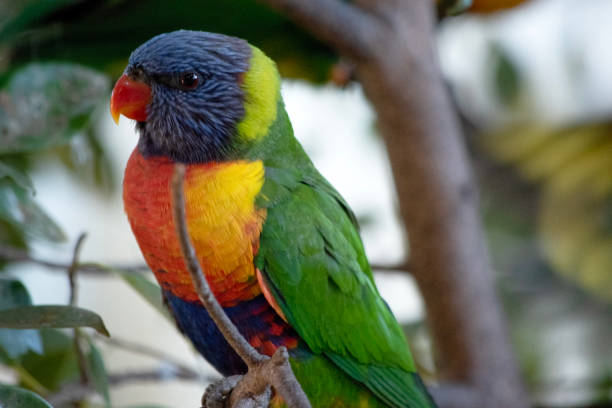 istock this is a close up of a rainbow lorikeet 2189446203