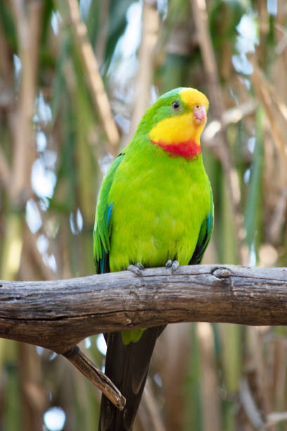 istock the superb parrot  is perched on a branch 2189447915