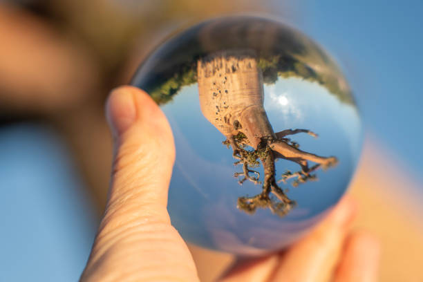 istock Toll baobab tree in crystal ball on hand, Madagascar 2189448133