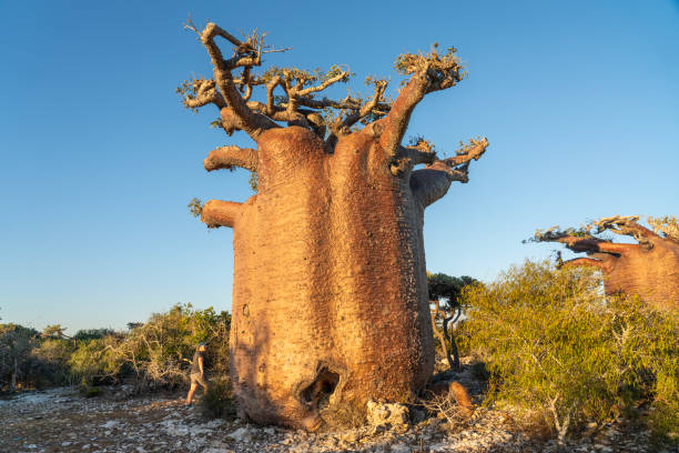 Toll old funny baobab trees hovering over green bush land in savannah landscape against clear blue sky, one women reproaching. Madagascar