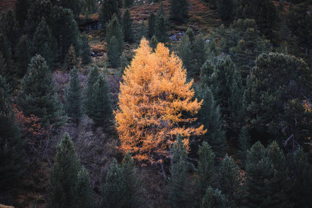istock Larch Trees in autumn colors 2189450451