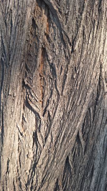 istock Tree trunk texture with many grooves and lines during the day 2189450868