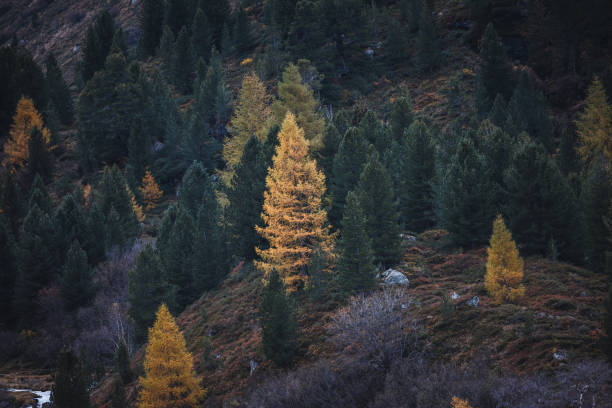Autumn forest trees in the mountains panorama trees in the Carpathian mountains