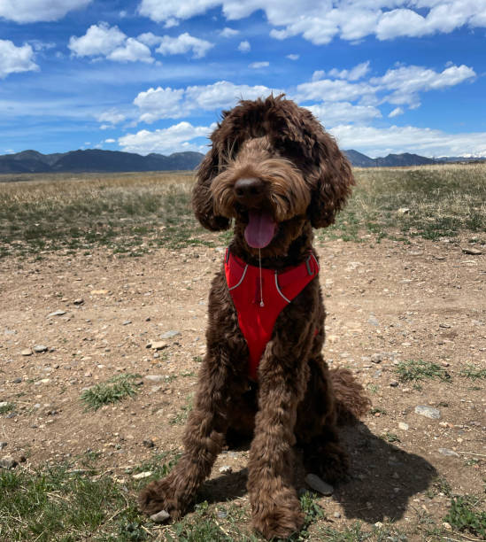 istock Portrait of Labradoodle with Mountain Background 2189453529