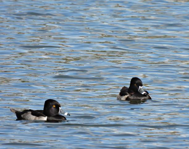 istock Ring-necked Ducks (Aythya collaris) - males   swimming in a lake 2189459474