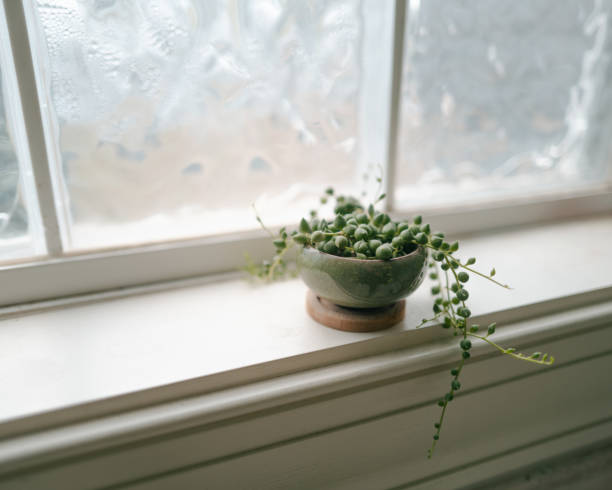 Defocused window background with houseplant. Cozy house interior filled with bright natural light.