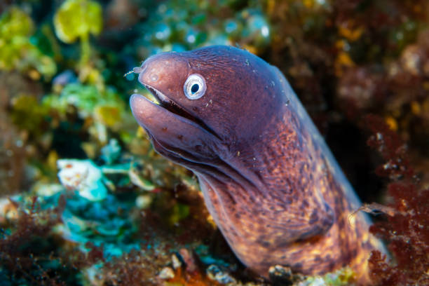 istock White-eyed Moray Eel (Gymnothorax thyrsoideus) on a tropical coral reef in Bali, Indonesia 2189461812