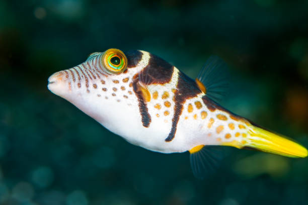 istock Sharpnosed Puffer (canthigaster valentine) on a coral reef in Bali, Indonesia 2189461905