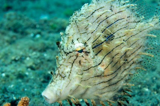 istock Leatherjacket on a tropical coral reef in Indonesia 2189461929