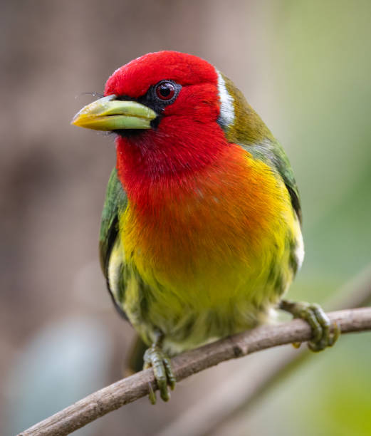 istock Red-headed Barbet in Costa Rica 2189462125