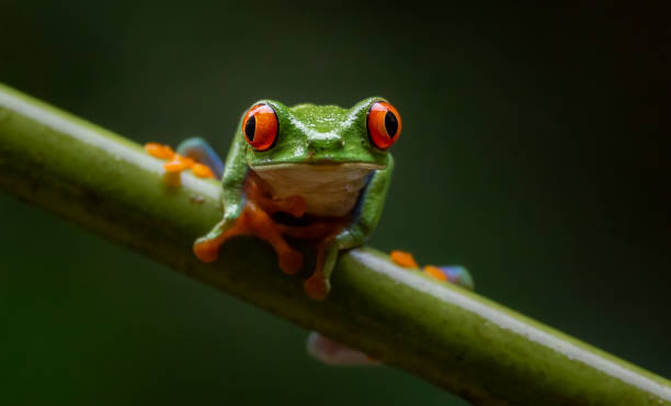 istock Red-eyed Tree Frog in Costa Rica 2189462186