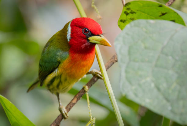 istock Red-headed Barbet in Costa Rica 2189462195