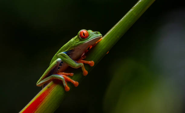 istock Red-eyed Tree Frog in Costa Rica 2189462212