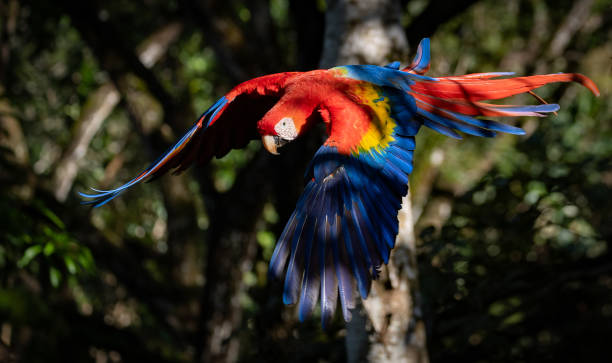 istock Scarlet Macaw in Costa Rica 2189462308