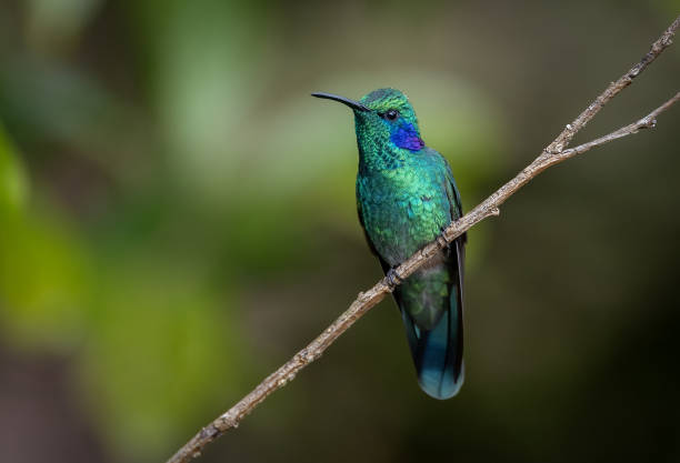 istock Hummingbird in Costa Rica 2189462319