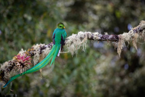 Resplendent Quetzal in Costa Rica