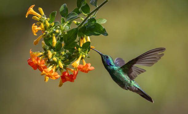 istock Hummingbird in Costa Rica 2189462347