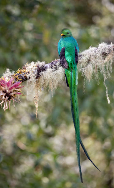 istock Resplendent Quetzal in Costa Rica 2189462367