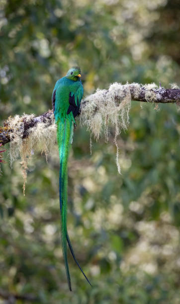 istock Resplendent Quetzal in Costa Rica 2189462371