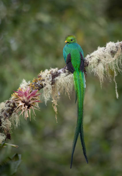 istock Resplendent Quetzal in Costa Rica 2189462392