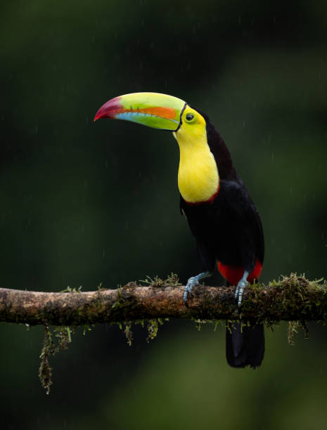 istock Toucan in Costa Rica 2189462393