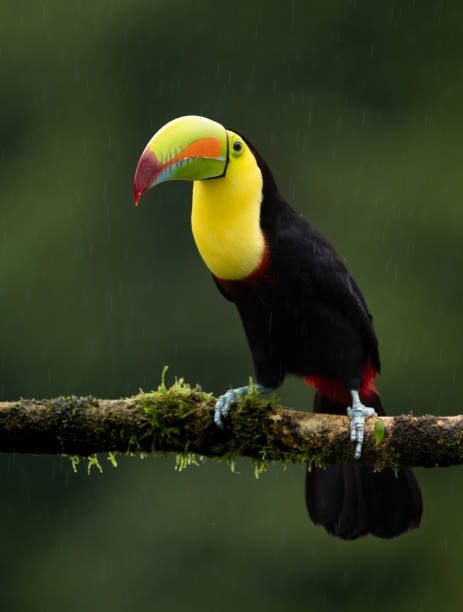 istock Toucan in Costa Rica 2189462435