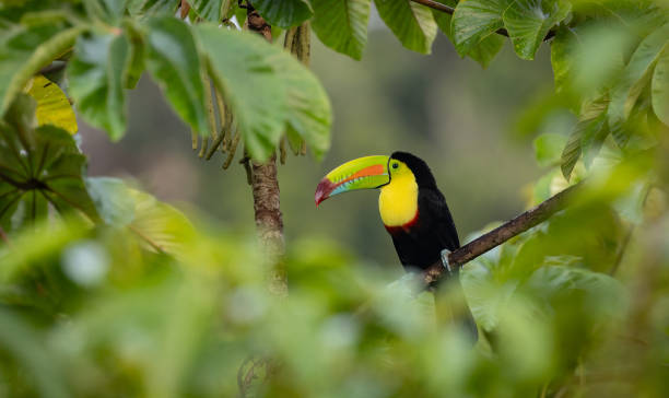 istock Toucan in Costa Rica 2189462447