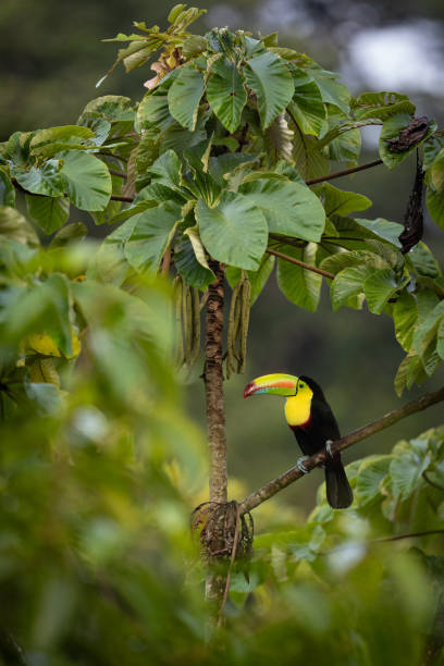 istock Toucan in Costa Rica 2189462453