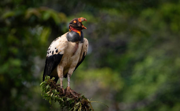 istock King Vulture in Costa Rica 2189462548