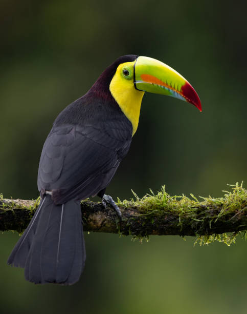 istock Toucan in Costa Rica 2189463147