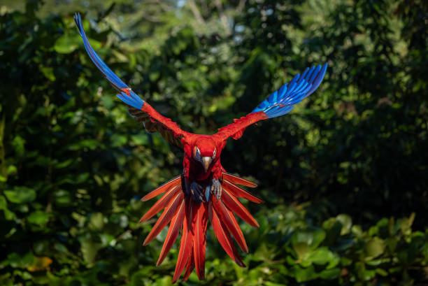 istock Scarlet Macaw in Costa Rica 2189463311