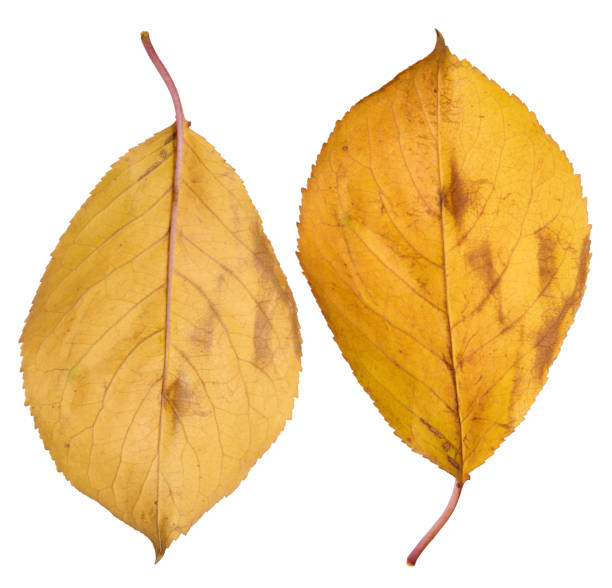 istock Yellow cherry leaf on isolated background, close up 2189470707