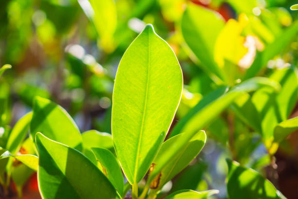 Gand Sable, Gand Port District, Mauritius: mangrove growing in the shallow waters of the inter tidal area of Anse Bambou bay, offering protection from sea erosion - B28 coastal road - Flacq-Mahebourg royal road